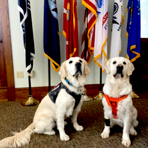 Trained Facility Dogs at the court house